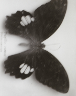 Michele Di Dio; contact@micheledidio.com