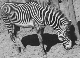 Michele Di Dio; contact@micheledidio.com